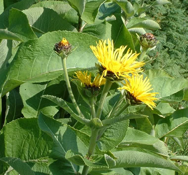 Elecampane 